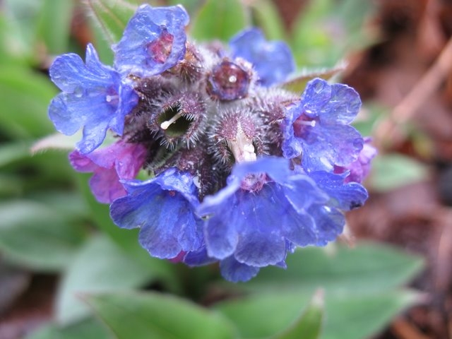 Fleurs de pulmonaire